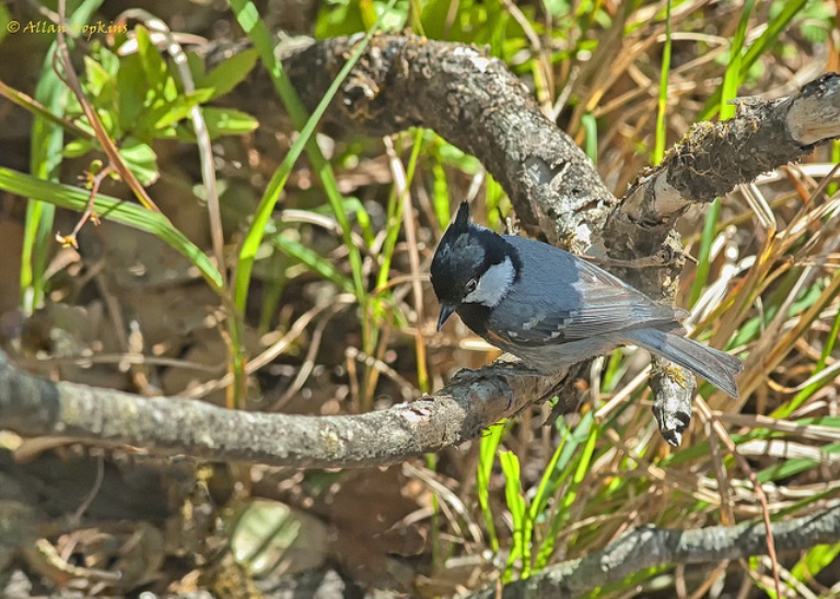 India NW: Uttarakhand/Kumaon, Binsar Wildlife Sanctuary, Black- throated tit , Walkopedia