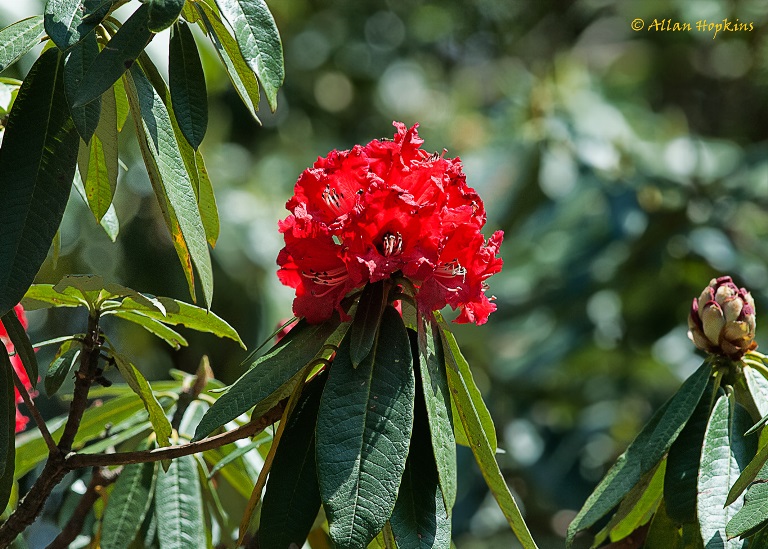 India NW: Uttarakhand/Kumaon, Binsar Wildlife Sanctuary, Rhododendron arboreum inflorescence, Walkopedia