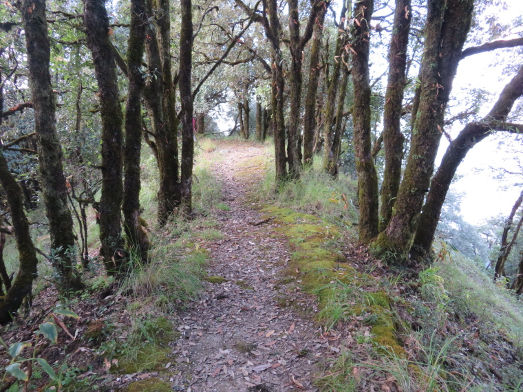 India NW: Uttarakhand/Kumaon, Binsar Wildlife Sanctuary, High ridge, narrowest point, Walkopedia