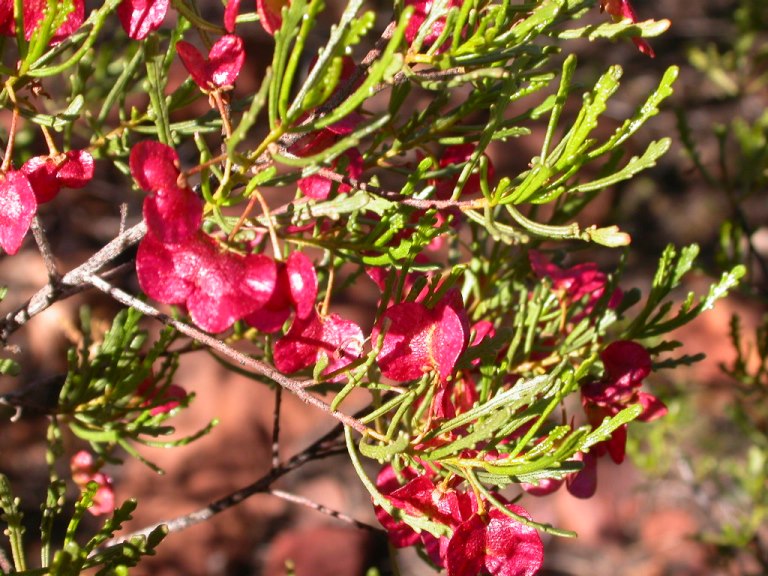 Australia South Australia/Flinders, Flinders Ranges , Hop bush (Dodonea) fruit, Arkaroo Rock, Flinders Ranges, South Australia , Walkopedia