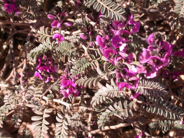 Australia South Australia/Flinders, Flinders Ranges , Italowie Gorge, Flinders Ranges, South Australia , Walkopedia