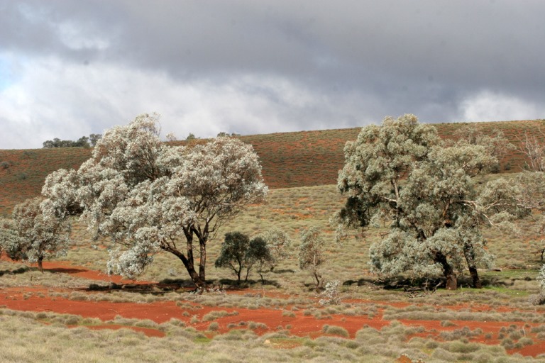 © Flickr user - Boobook48 Flinders Ranges : © Flickr user - Boobook48