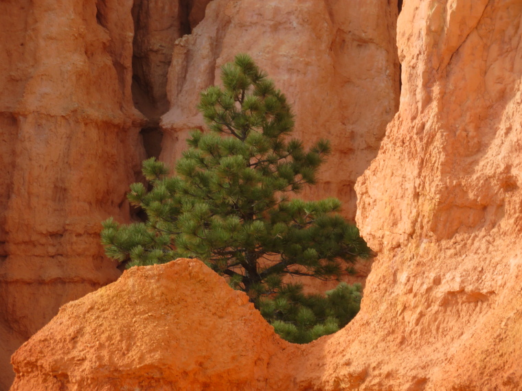 USA SW: Bryce Canyon, Bryce Canyon, , Walkopedia