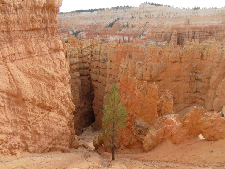 USA SW: Bryce Canyon, Bryce Canyon, Down into Wall St from just below the rim, Walkopedia