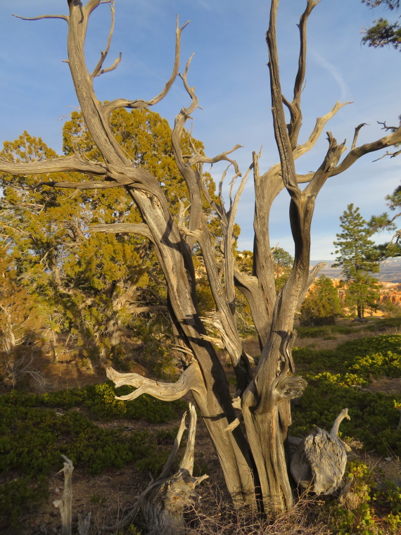 USA SW: Bryce Canyon, Bryce Canyon, O'keefe moment, Walkopedia