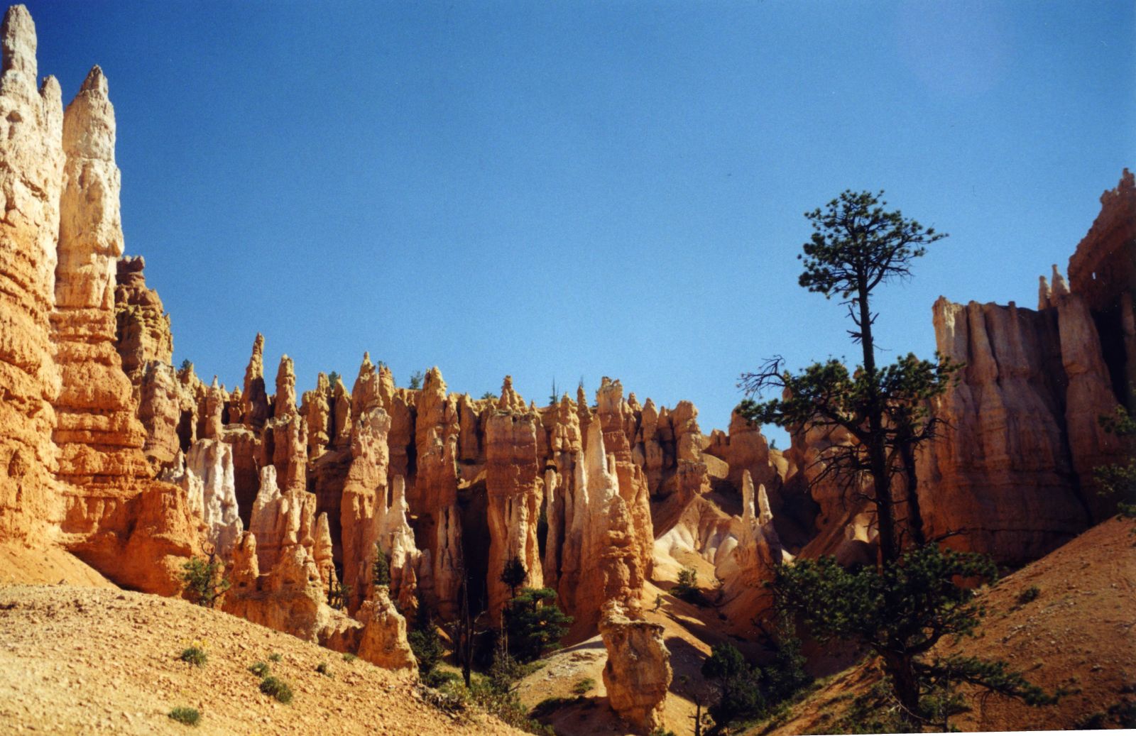 USA SW: Bryce Canyon, Peekaboo Trail, Branches only at the top, Walkopedia