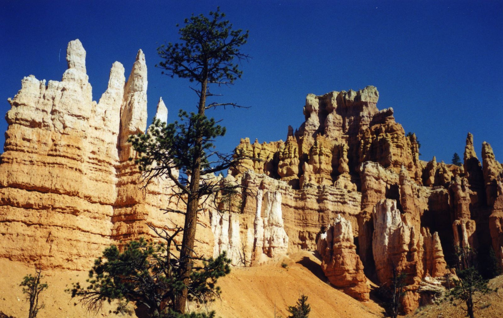 USA SW: Bryce Canyon, Peekaboo Trail, Tree among the stone , Walkopedia