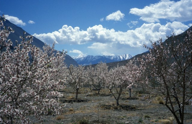 India NW:Himachal Pradesh, Tarik La , Spiti Valley, Walkopedia