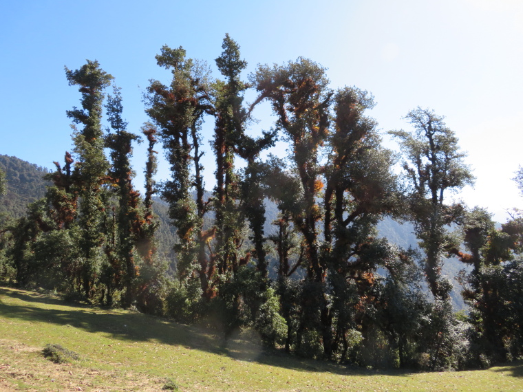 India NW: Uttarakhand/Garwhal, Nanda Devi Area, Curzon Trail forest, Walkopedia