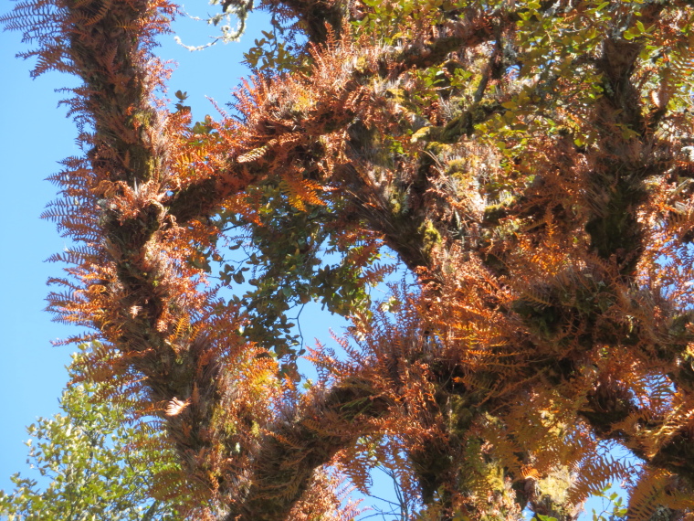 India NW: Uttarakhand/Garwhal, Nanda Devi Area, Autumnal epiphytes, Walkopedia