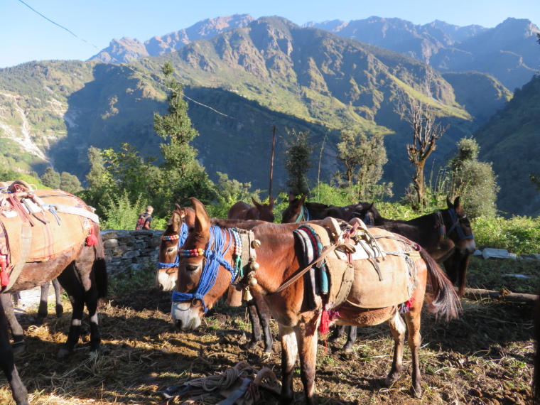 India NW: Uttarakhand/Garwhal, Nanda Devi Area, Mules, Curzon Trail, Walkopedia