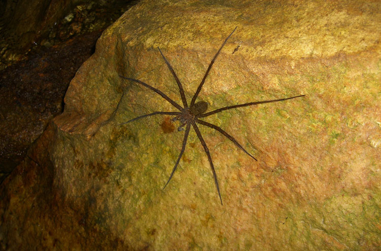 Colombia, Ciudad Perdida, Big Spider, Walkopedia