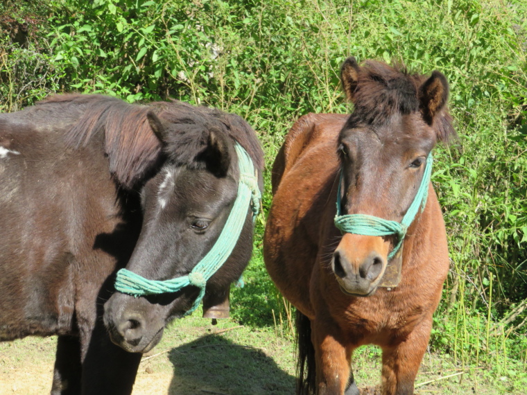 India NW: Uttarakhand/Garwhal, Kuari Pass (Curzon Trail) , Fell in love with these sole ponies among the mules, Walkopedia