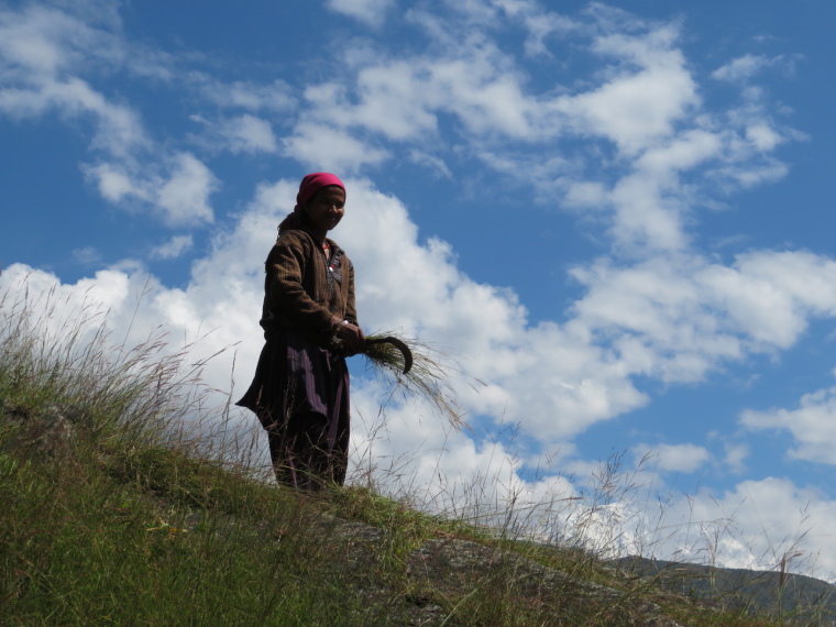 India NW: Uttarakhand/Garwhal, Kuari Pass (Curzon Trail) , Grasscutter in profile, Walkopedia