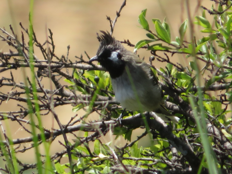 India NW: Uttarakhand/Garwhal, Kuari Pass (Curzon Trail) , , Walkopedia