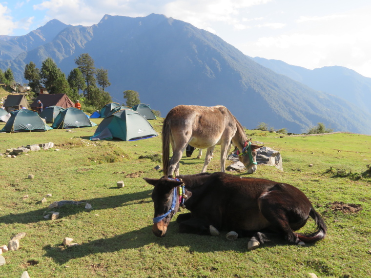 India NW: Uttarakhand/Garwhal, Kuari Pass (Curzon Trail) , Campsite, day 1, Walkopedia