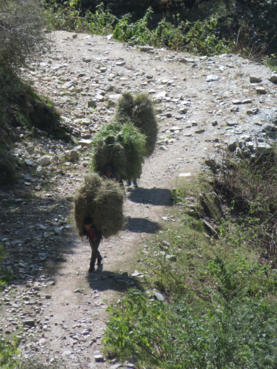 India NW: Uttarakhand/Garwhal, Kuari Pass (Curzon Trail) , , Walkopedia