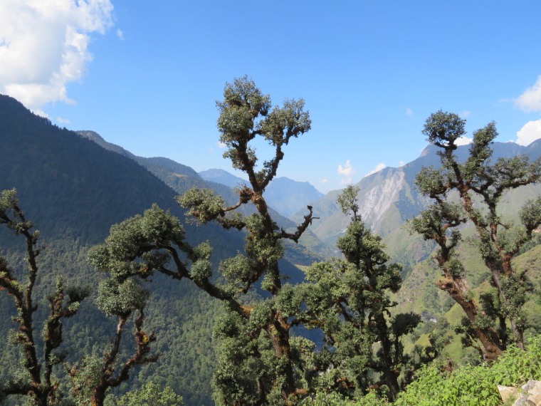 India NW: Uttarakhand/Garwhal, Kuari Pass (Curzon Trail) , , Walkopedia