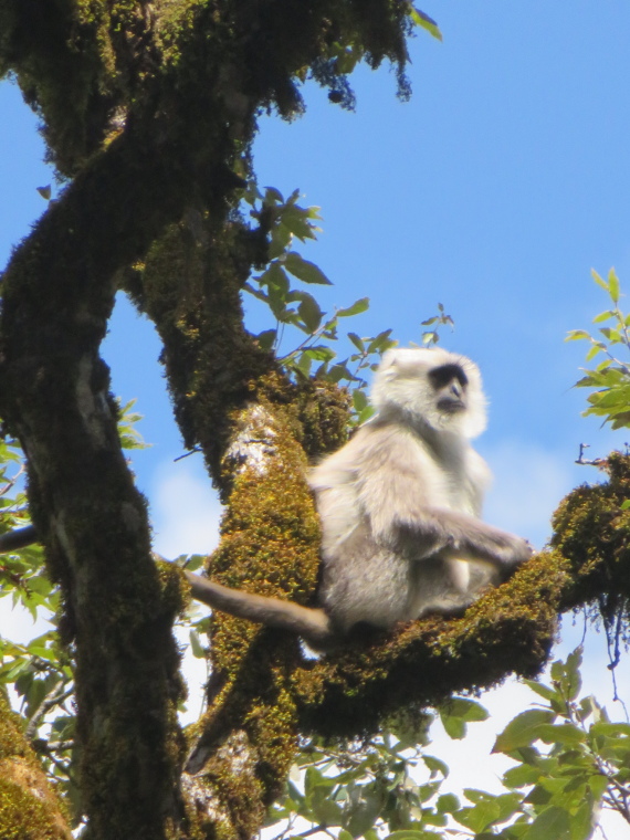 India NW: Uttarakhand/Garwhal, Kuari Pass (Curzon Trail) , , Walkopedia