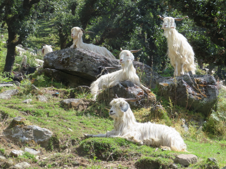 India NW: Uttarakhand/Garwhal, Kuari Pass (Curzon Trail) , , Walkopedia