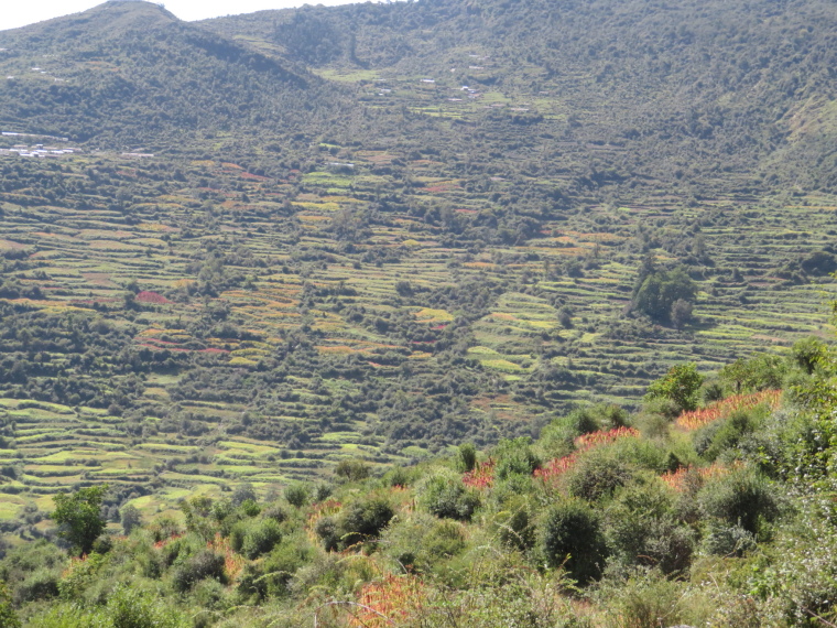 India NW: Uttarakhand/Garwhal, Kuari Pass (Curzon Trail) , Endless terraces near camp day 3, Walkopedia