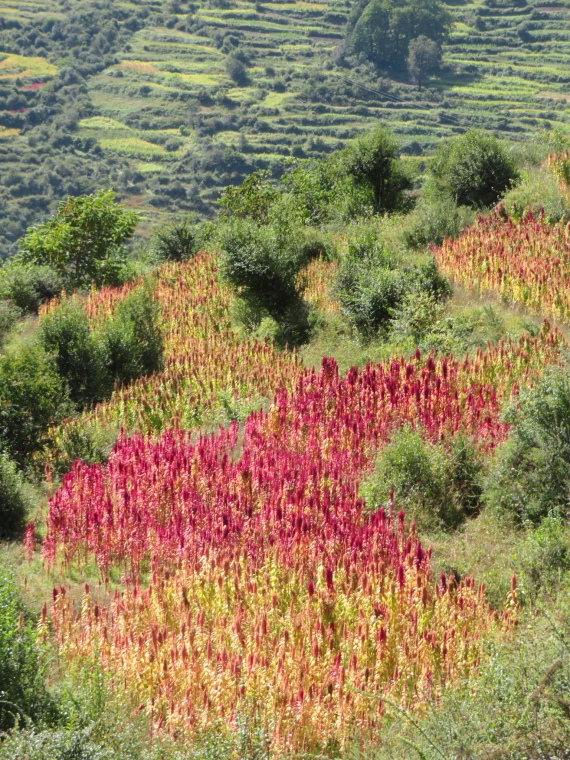 India NW: Uttarakhand/Garwhal, Kuari Pass (Curzon Trail) , , Walkopedia