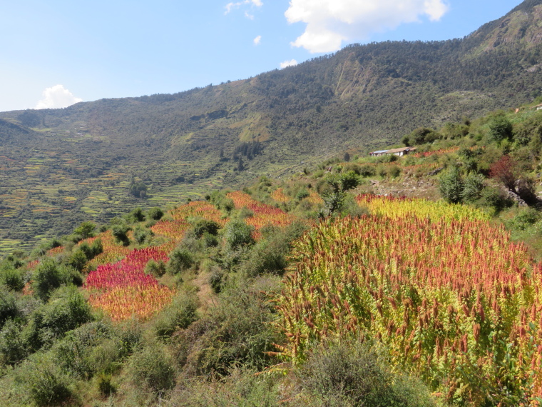 India NW: Uttarakhand/Garwhal, Kuari Pass (Curzon Trail) , , Walkopedia