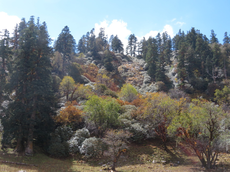 India NW: Uttarakhand/Garwhal, Kuari Pass (Curzon Trail) , , Walkopedia