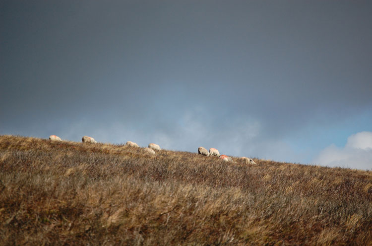 United Kingdom England South-west Exmoor, Dunkery Beacon, Sheep on Dunkery Beacon, Walkopedia