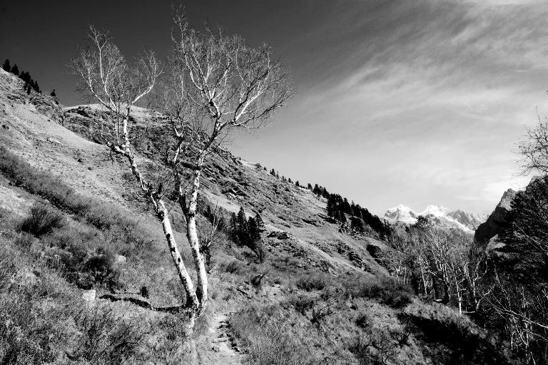 India NW: Uttarakhand/Garwhal, Har Ki Dun/Ruinsara Lake, A tree on the road , Walkopedia