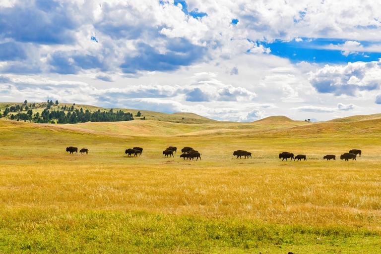 USA Mid-west, Black Hills and Grasslands, South Dakota, Buffalo-South Dakota Black Hills , Walkopedia