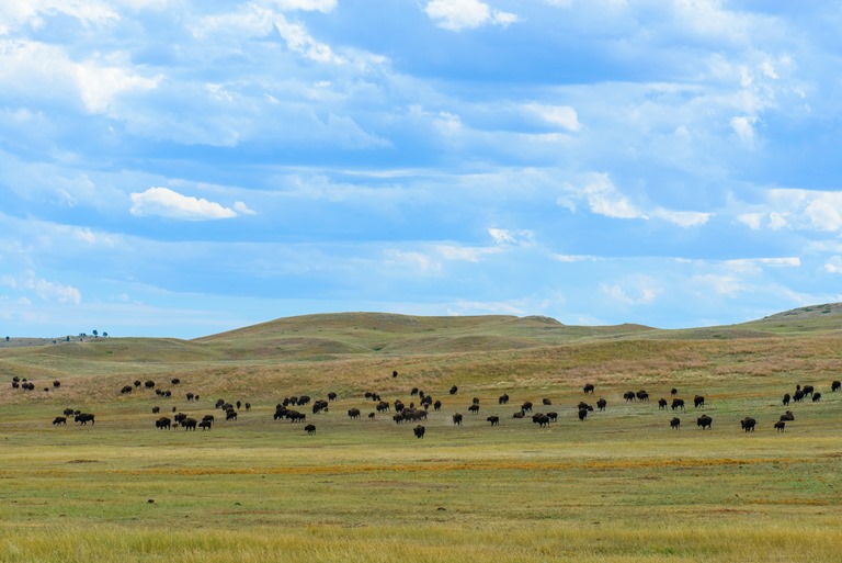 USA Mid-west, Black Hills and Grasslands, South Dakota, South Dakota Black Hills , Walkopedia