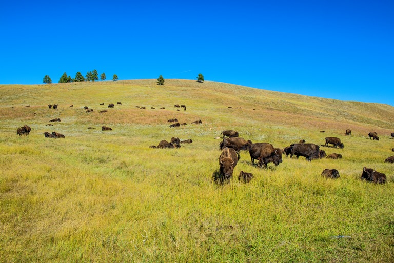 USA Mid-west, Black Hills and Grasslands, South Dakota, South Dakota Black Hills , Walkopedia