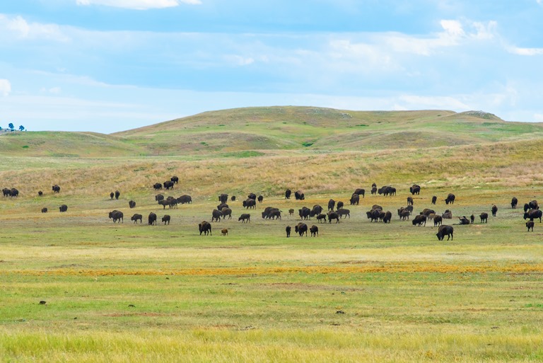 USA Mid-west, Black Hills and Grasslands, South Dakota, South Dakota Black Hills , Walkopedia