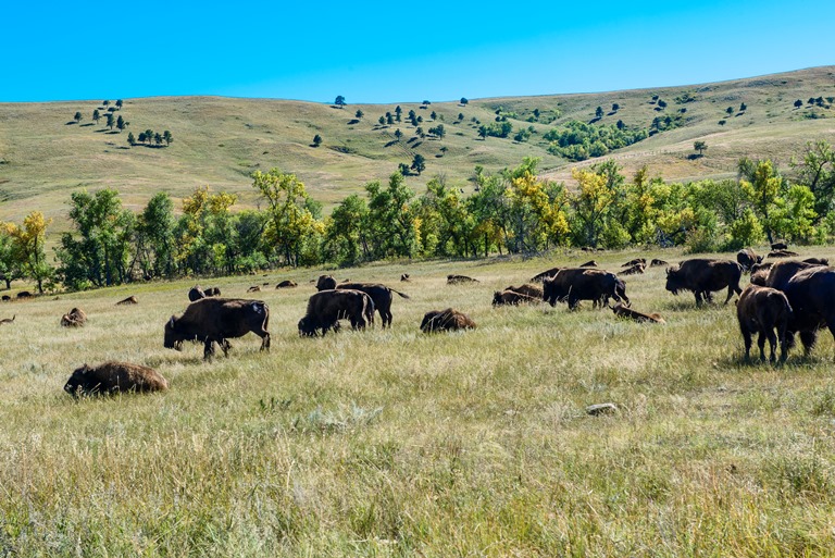 USA Mid-west, Black Hills and Grasslands, South Dakota, South Dakota Black Hills , Walkopedia