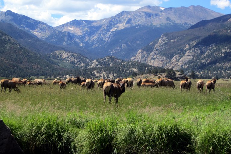 USA Western/Rocky Mountain NP, Rocky Mountain NP, Colorado- Rocky Mountain National Park -Moraine Park - Elk Rut, Walkopedia