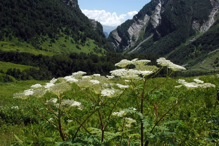 Valley of the Flowers and Hem Kund: Flowers  - © Mor flickr user 