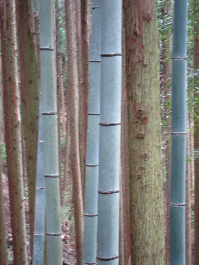 Japan Kansai: Kii Peninsula, Nakahechi Trail , Nature as art, Walkopedia