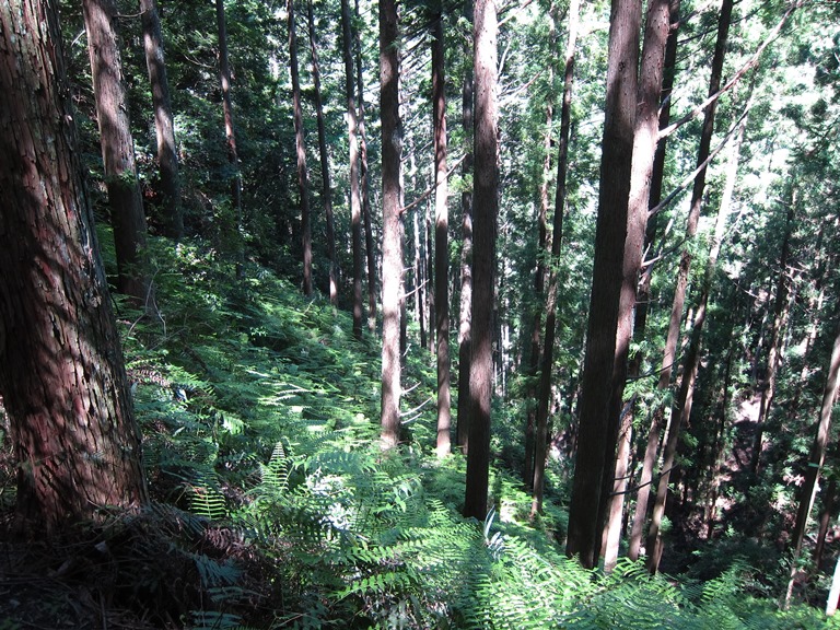 Japan Kansai: Kii Peninsula, Nakahechi Trail , , Walkopedia