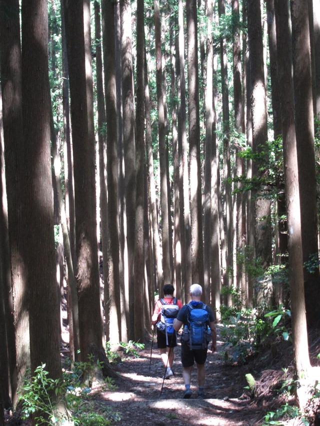 Japan Kansai: Kii Peninsula, Nakahechi Trail , Nature as art, gothic cathedral , Walkopedia