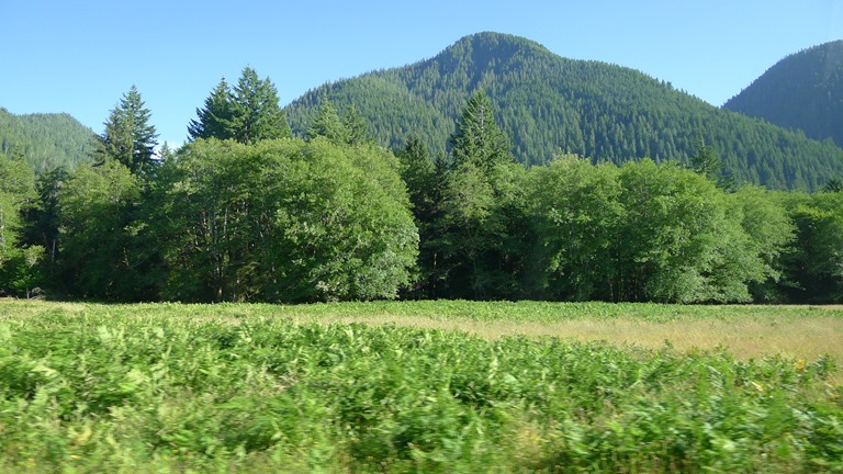 USA North-west/Olympic NP, Quinault River Valley, Quinault River Valley, Walkopedia