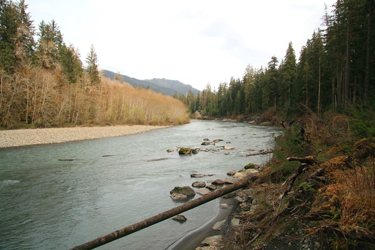 USA North-west/Olympic NP, Queets River Valley, Queets River , Walkopedia