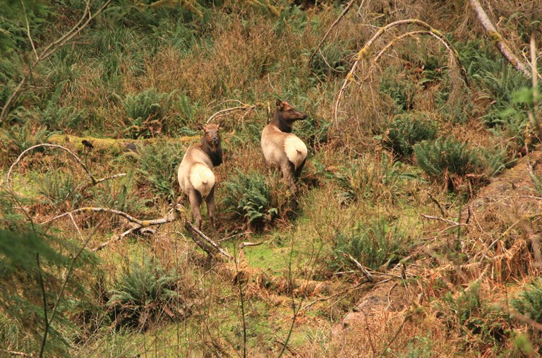 USA North-west/Olympic NP, Queets River Valley, Queets Elk , Walkopedia