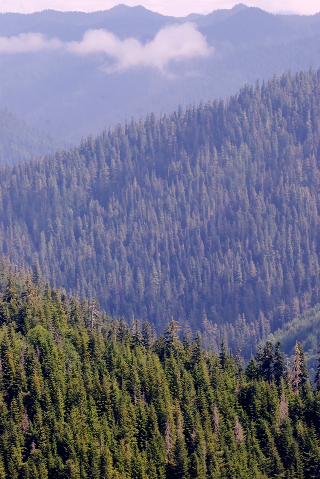 USA North-west/Olympic NP, Queets River Valley, Solleks River Old-Growth and Olympic National Park Boundary, Walkopedia