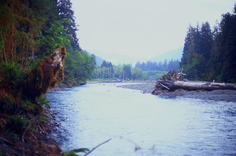 USA North-west/Olympic NP, Hoh River Trail, , Walkopedia