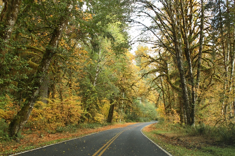 USA North-west/Olympic NP, Hoh River Trail, Olympic National Park - Driving into the Hoh Rain Forest, Walkopedia