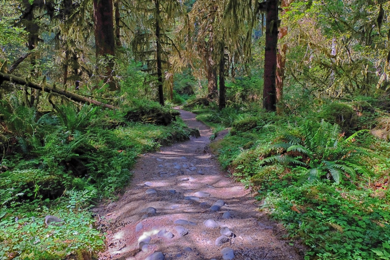 USA North-west/Olympic NP, Hoh River Trail, Upper Hoh River Trail. Olympic National Park., Walkopedia