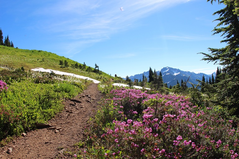 USA North-west/Olympic NP, The High Divide Loop, Purple flora on High Divide , Walkopedia