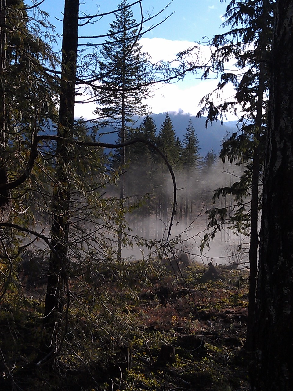 USA North-west/Olympic NP, Olympic Discovery Trail, AR, drying out after rain , Walkopedia