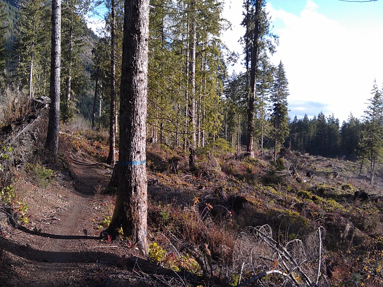 USA North-west/Olympic NP, Olympic Discovery Trail, AR just west of mi 5 , Walkopedia